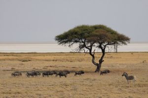 web_etosha-1024